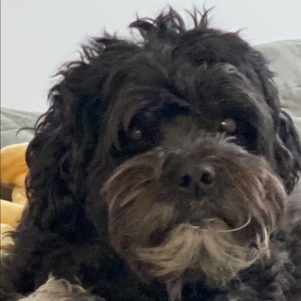 Meet your Posher, Rachel